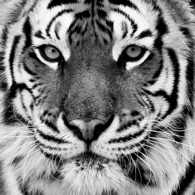 Fotomural tigre en vinilo